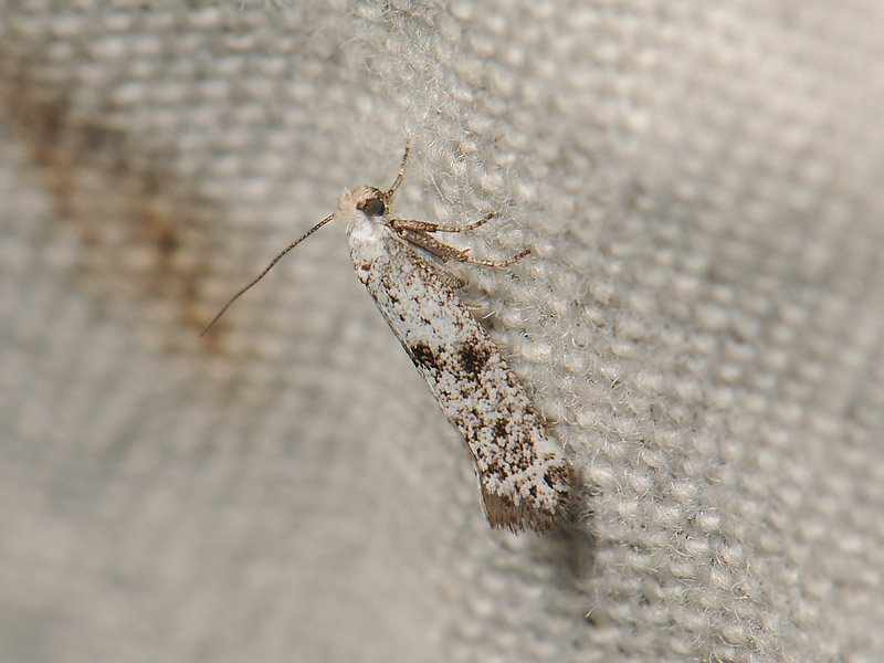 0424   Paraswammerdamia conspersella  193.jpg