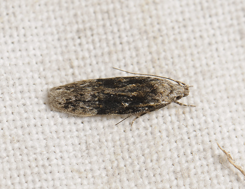 0991   Carpatolechia fugitivella  229.jpg