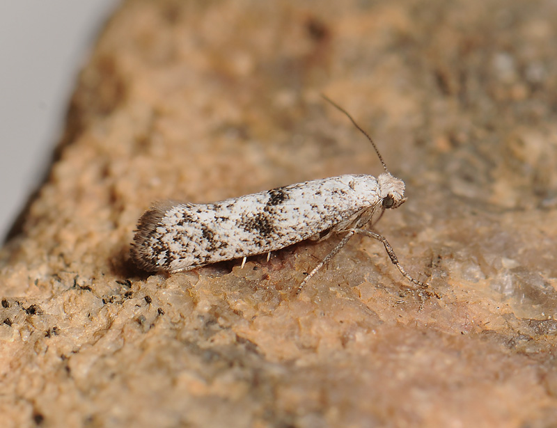 0424   Paraswammerdamia conspersella  276.jpg