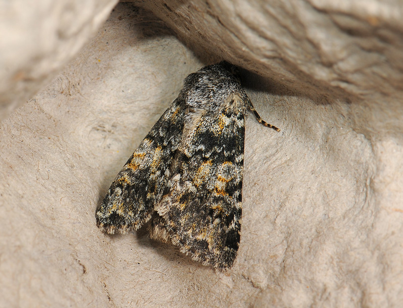 2937   Hadena caesia  283.jpg