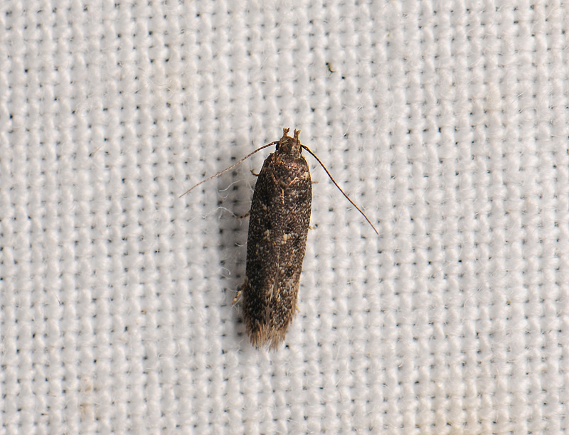 0977   Bryotropha affinis  009.jpg