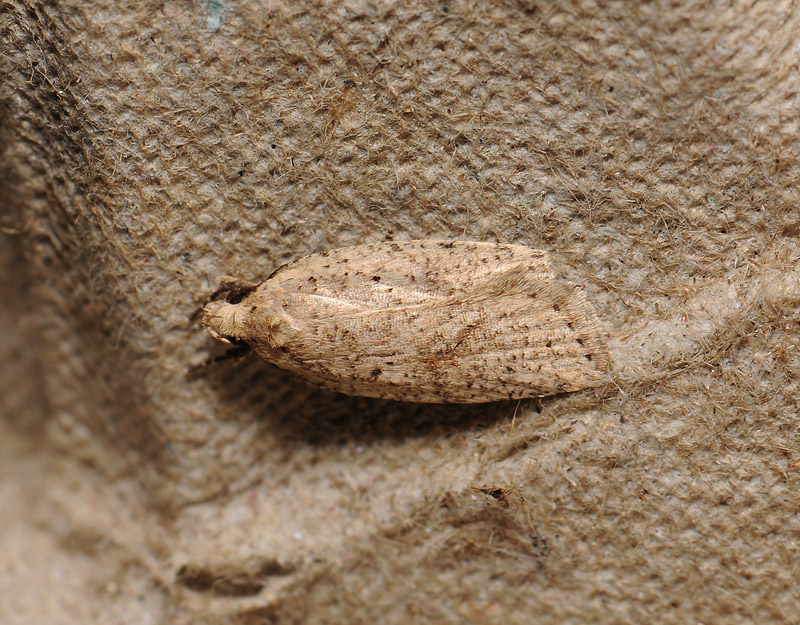 0566   Agonopterix assimilella  364.jpg
