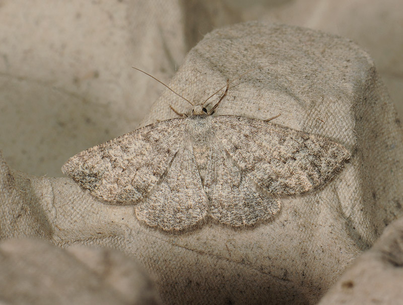 2259   Gnophos obfuscata  012.jpg