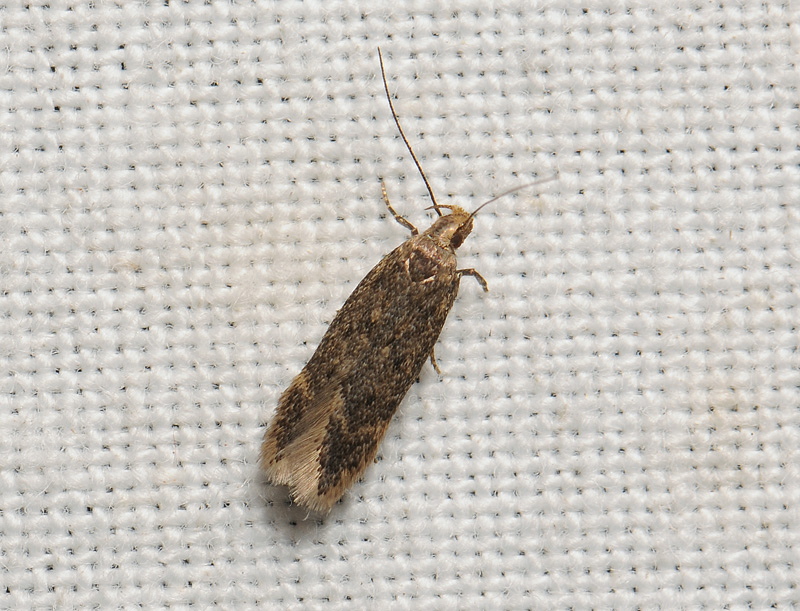 0975   Bryotropha similis  050.jpg