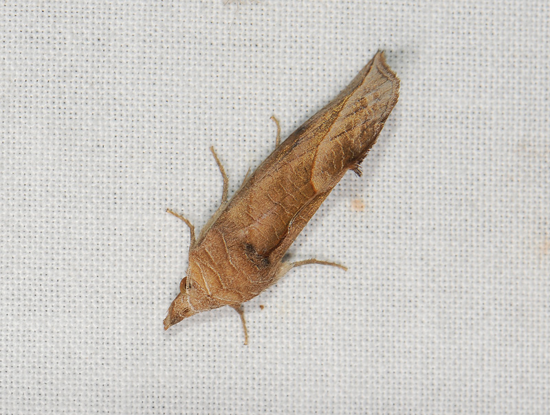 2624   Calyptra thalictri  011.jpg