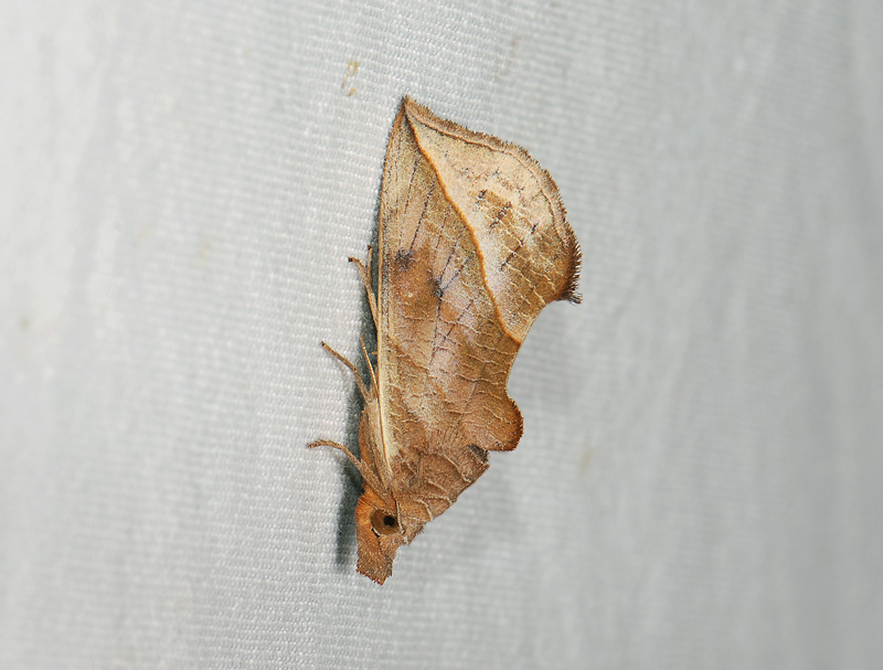 2624   Calyptra thalictri  013.jpg