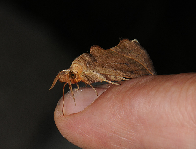 2624   Calyptra thalictri  031.jpg