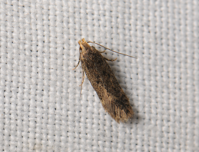 0975   Bryotropha similis  039.jpg