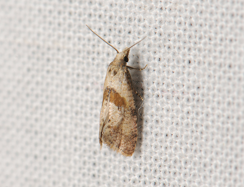 1222   Cochylidia implicitana  047.jpg