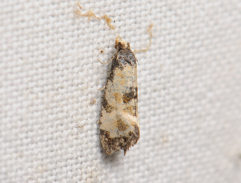 1227   Cochylis dubitana  057.jpg