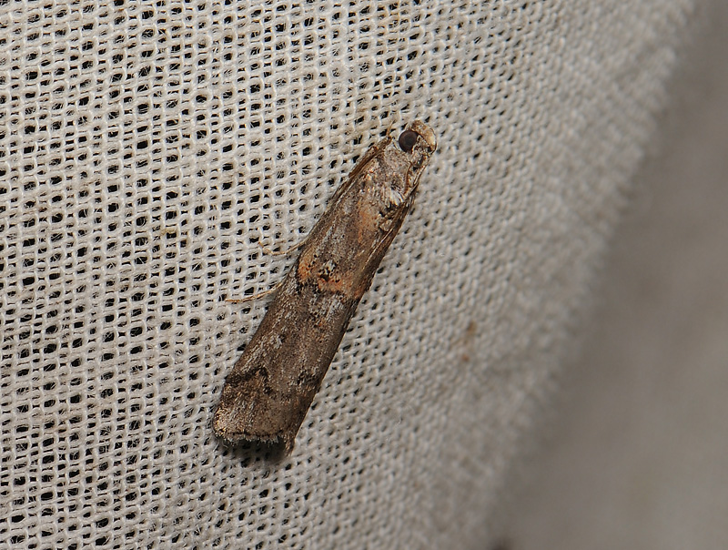 1741   Pempelia palumbella  066.jpg