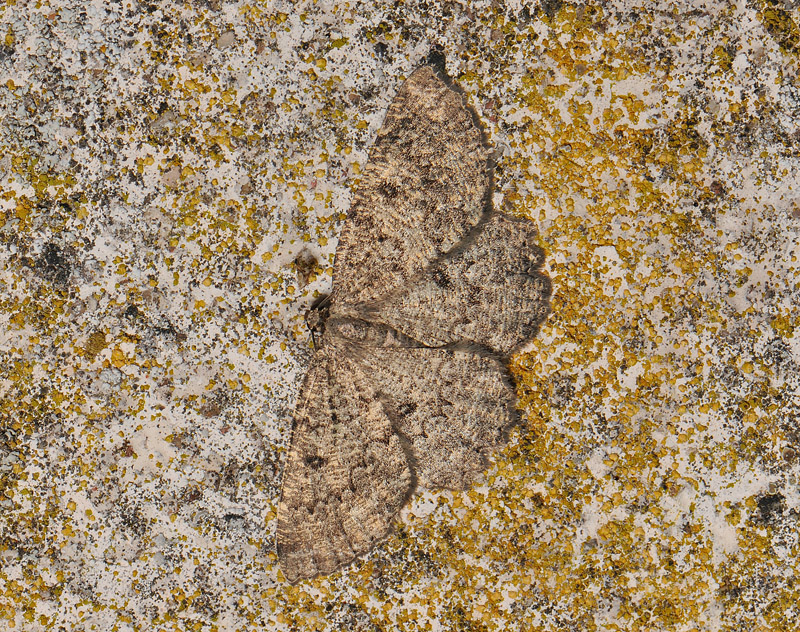 2260   Charissa obscurata  092.jpg