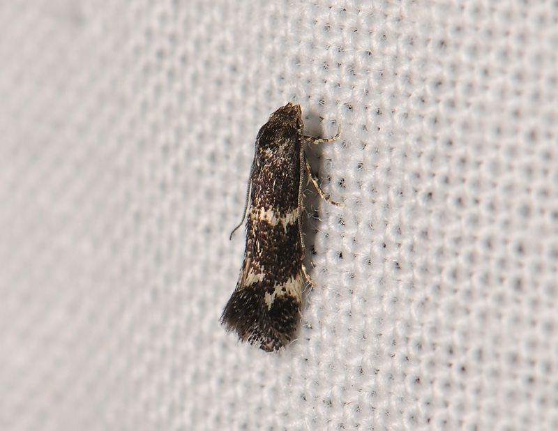 0620   Elachista atricomella  058.jpg