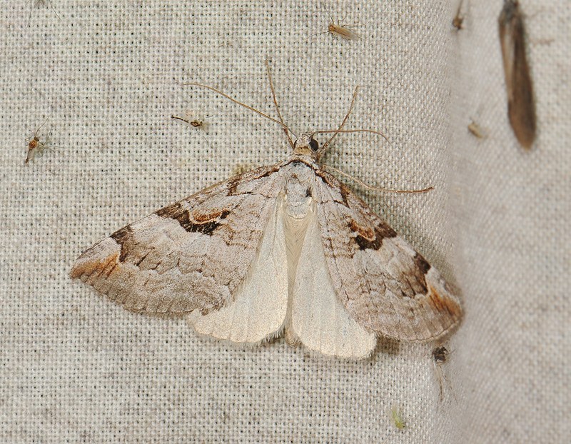 2497   Aplocera praeformata  081.jpg