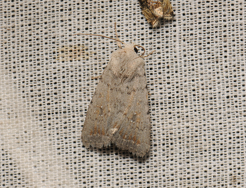 2796   Platyperigea montana  086.jpg