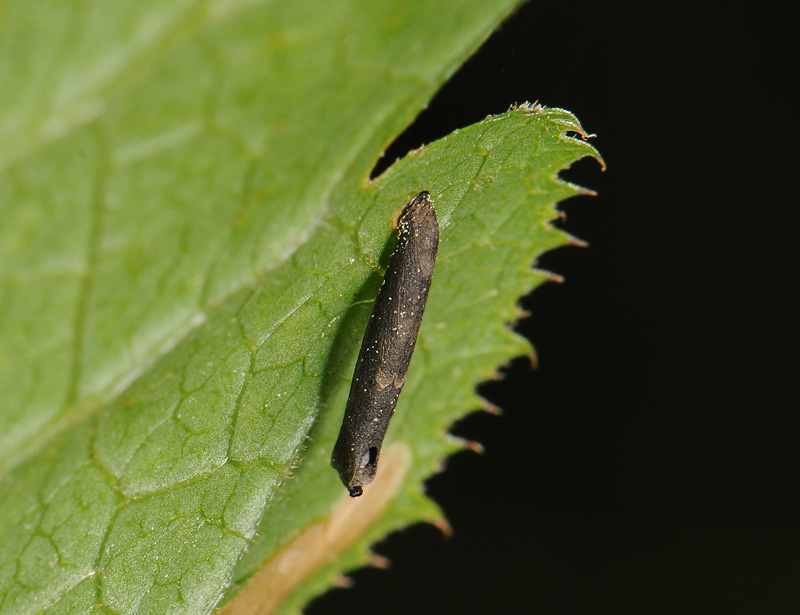 0866   Coleophora paripennella  001.jpg