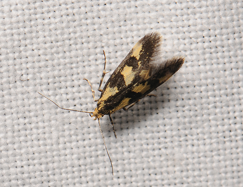 0701   Denisia similella  001.jpg