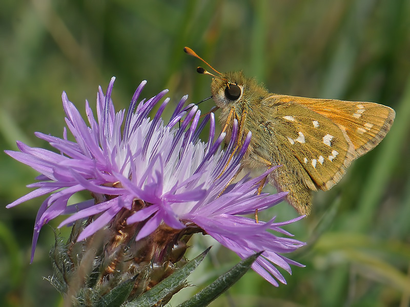 1999   Hesperia comma  200.jpg