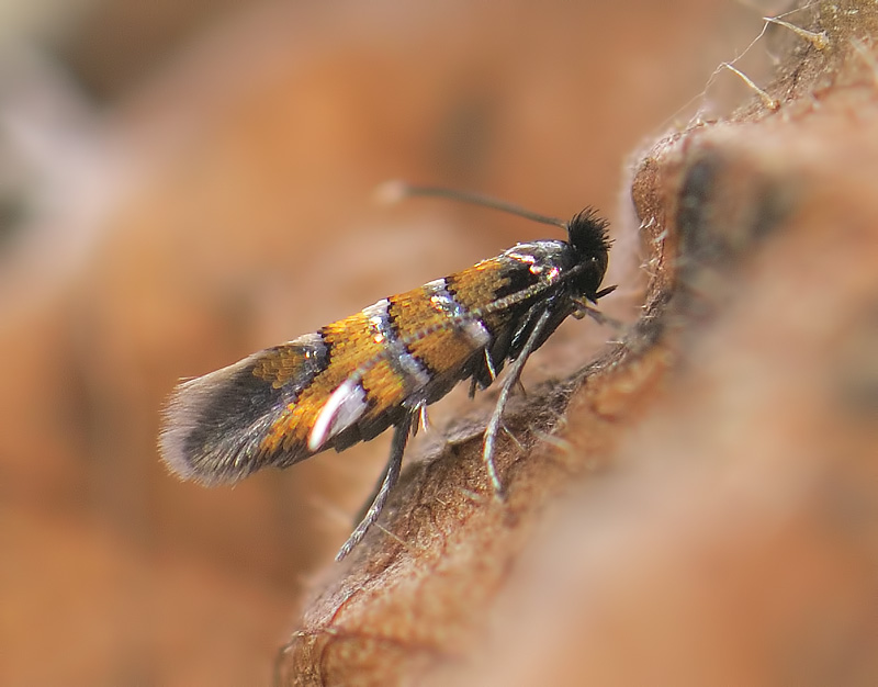 0378   Phyllonorycter schreberella  019.jpg