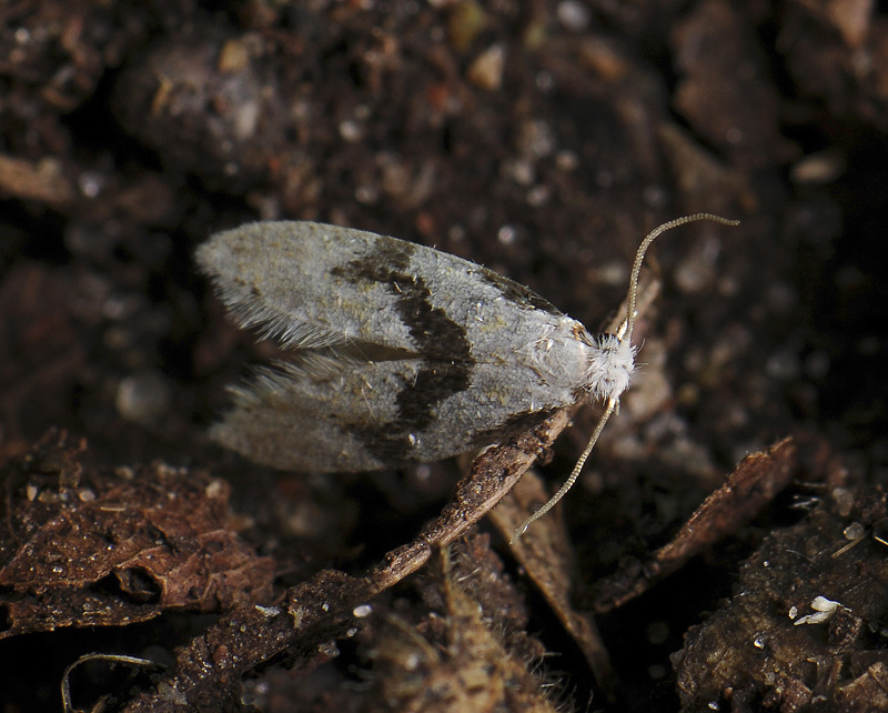 0210   Nemapogon clematellus  023.jpg