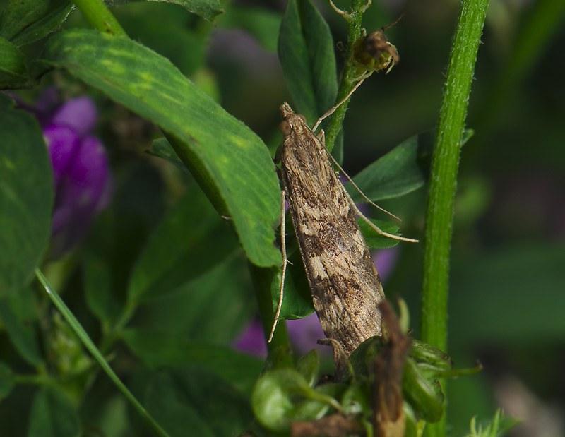 1928   Nomophila noctuella  032.jpg