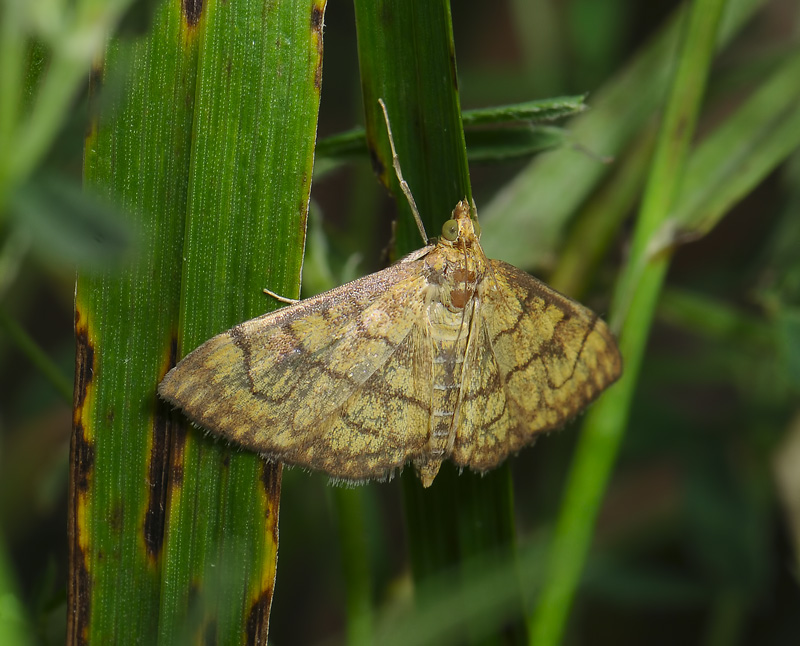 1914   Anania verbascalis  038.jpg
