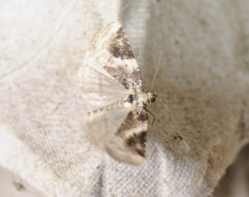 2674   Pseudeustrotia candidula  106.jpg