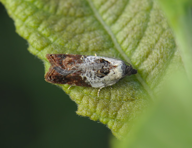 1252   Acleris variegana  219.jpg