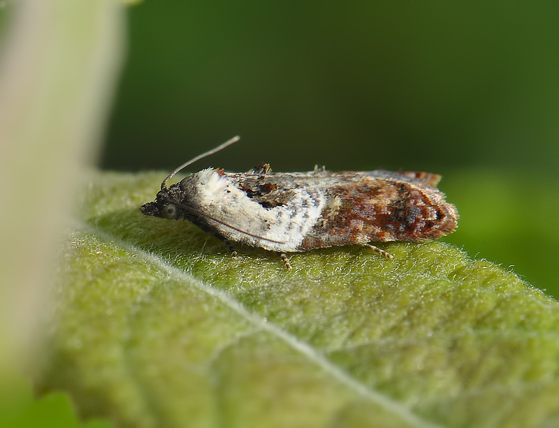 1252   Acleris variegana  198.jpg