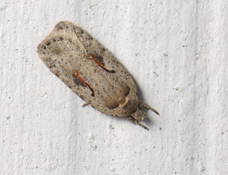 0562   Agonopterix ocellana  052.jpg