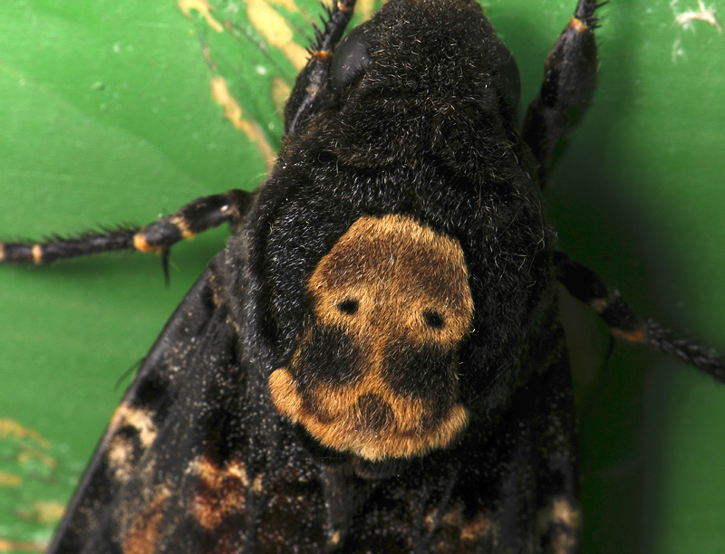 1967   Acherontia atropos  054.jpg
