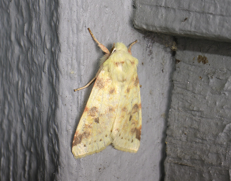 2748   Xanthia icteritia  025.jpg