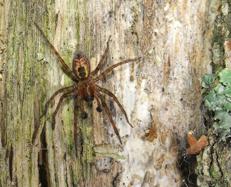 spider  034.jpg