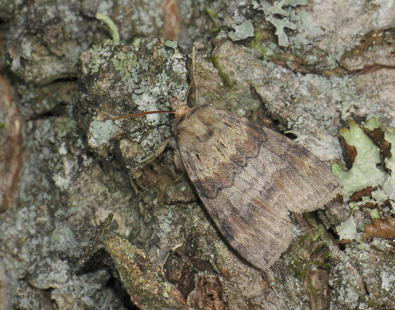 2162   Cymatophorima diluta  046.jpg