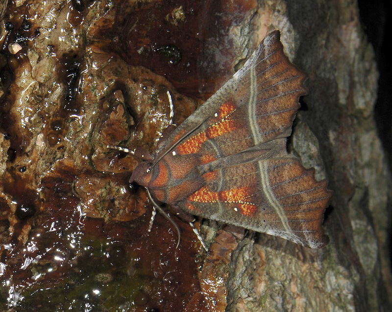 2623   Scoliopteryx libatrix  1003.jpg