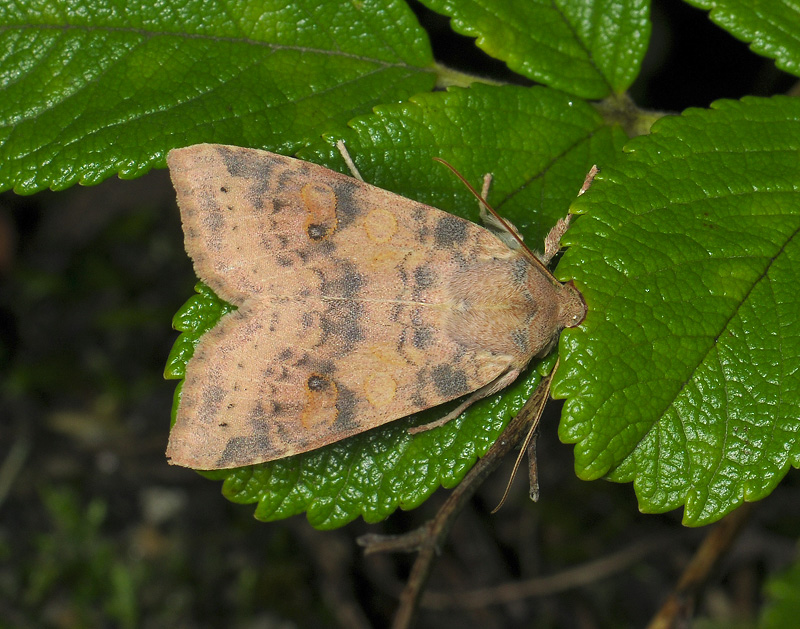 2750   Xanthia ocellaris  018.jpg