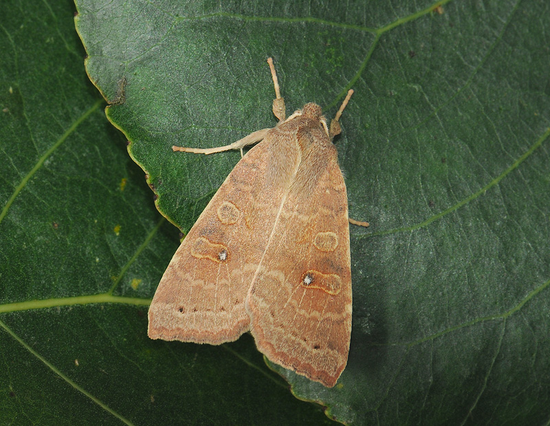 2750   Xanthia ocellaris  036.jpg