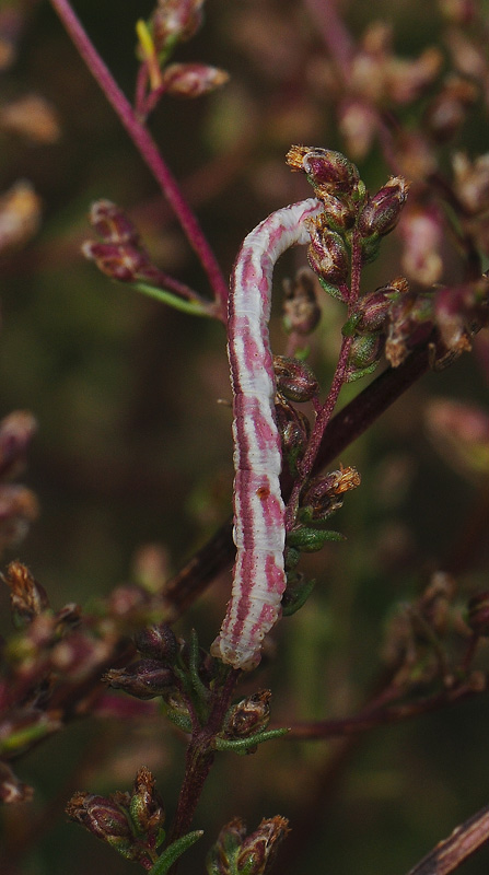 2450   Eupithecia centaureata  083.jpg