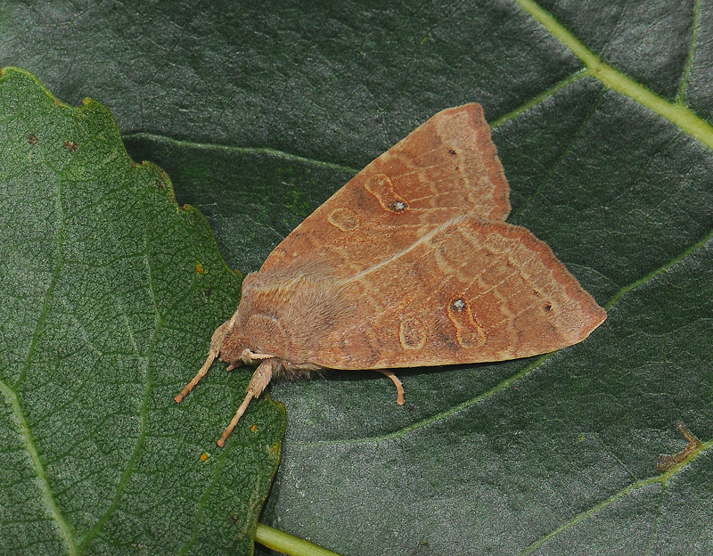 2750   Xanthia ocellaris  073.jpg