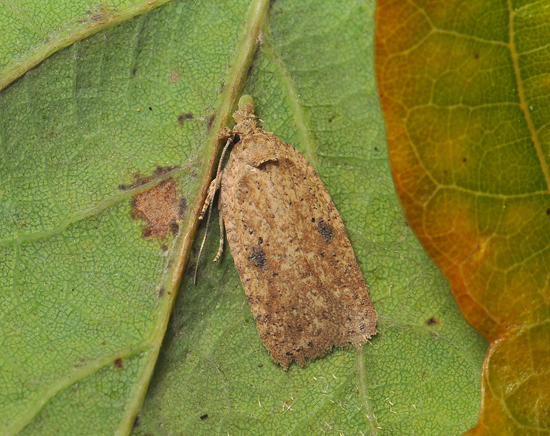 0571   Agonopterix subpropinquella  237.jpg