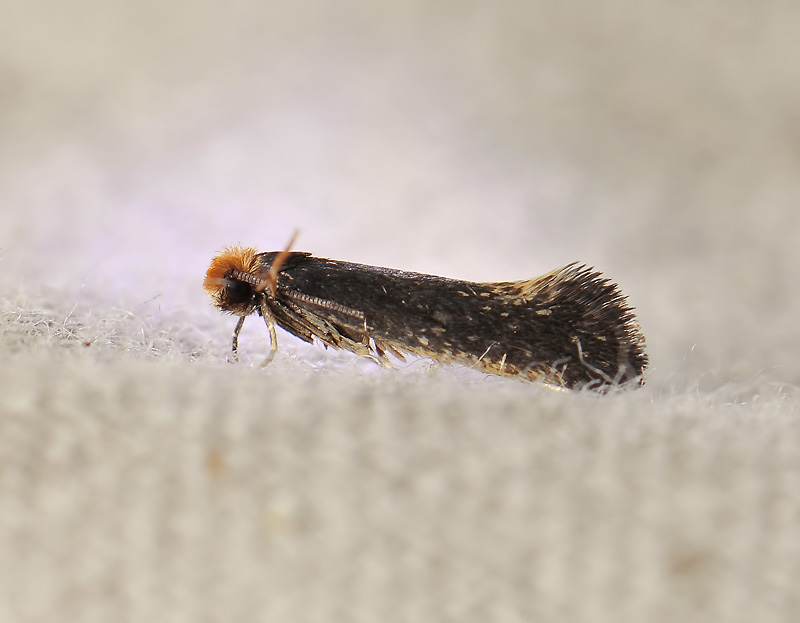 0237   Monopis imella  273.jpg
