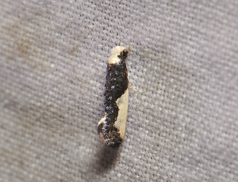 0238   Monopis monachella  278.jpg