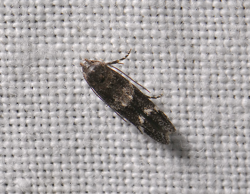 0884   Mompha subbistrigella  298.jpg