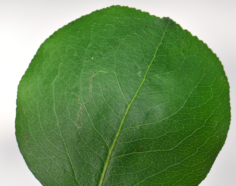 0054   Stigmella pyri  133.jpg