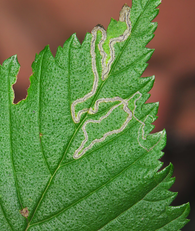 0072   Stigmella splendidissimella  157.jpg