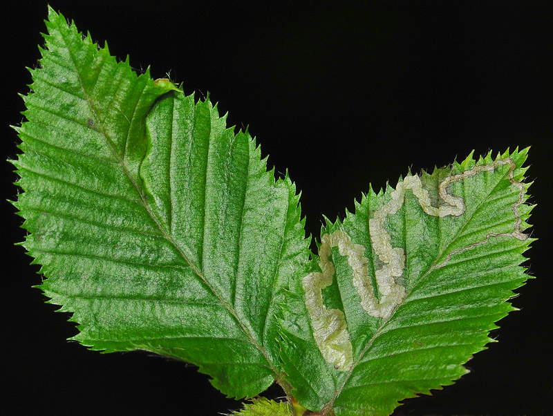 0057   Stigmella carpinella  156.jpg
