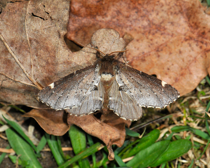 2546   Odontosia carmelita  008.jpg