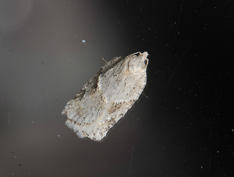 1264   Acleris logiana  037.jpg