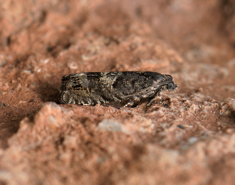 1595   Pammene luedersiana  072.jpg