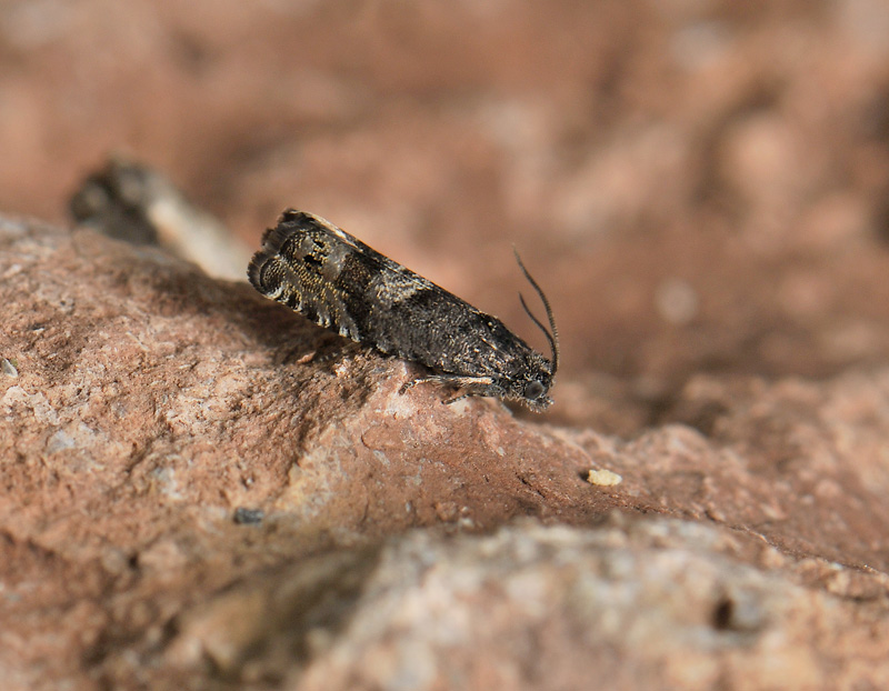 1595   Pammene luedersiana  073.jpg